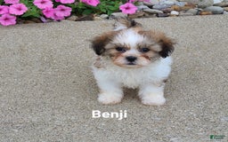 Teddy Bear dogs for sale: Benji - Image 10