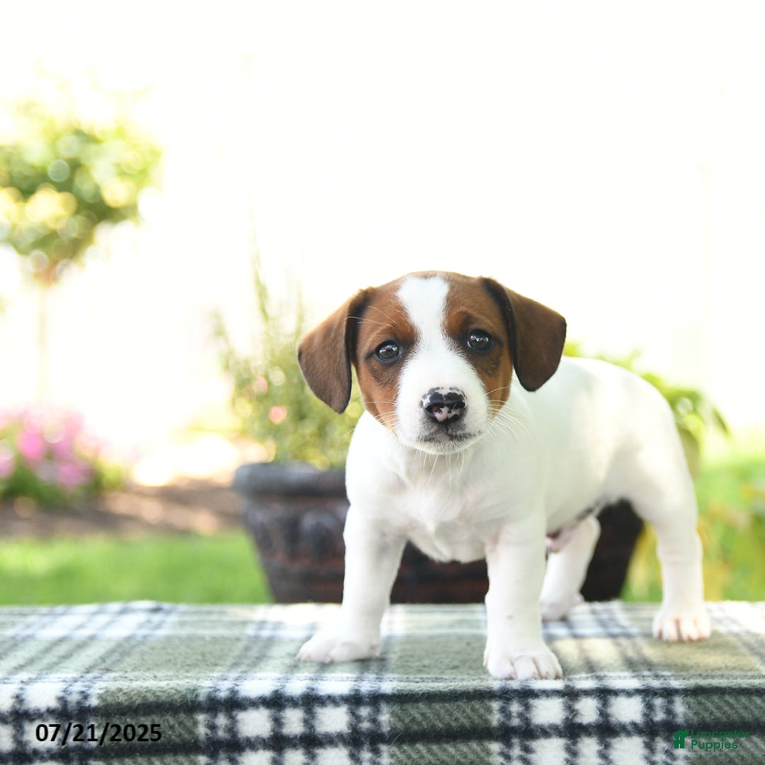 Jack Russell Terrier dogs for sale: Max - Image 3