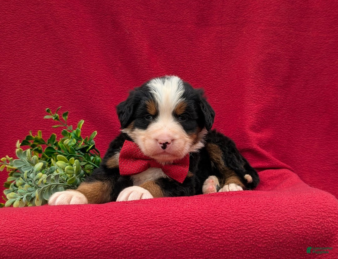 Bernese Mountain Dog dogs for sale: Floyd - Image 9