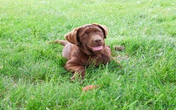 Labrador Retriever dogs for sale: Neveah - Image 8