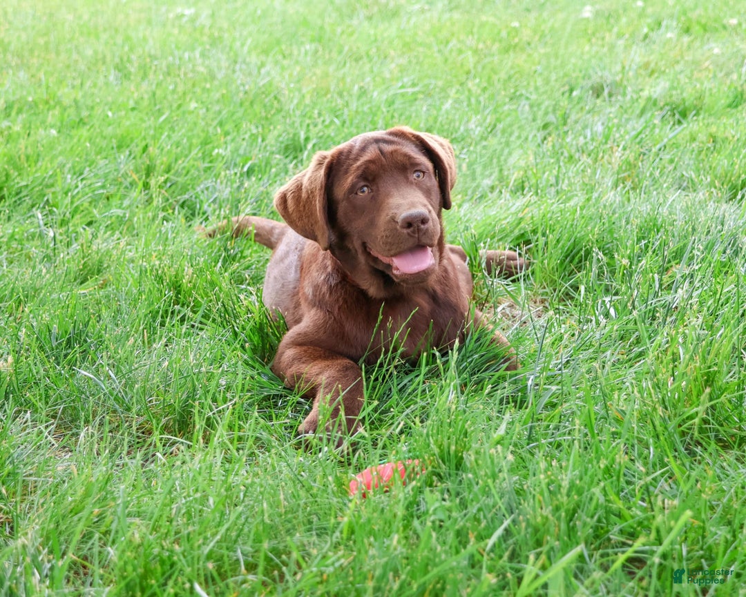 Labrador Retriever dogs for sale: Neveah - Image 8