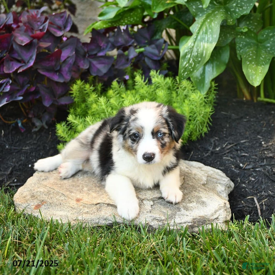 Miniature Australian Shepherd dogs for sale: Hank - Image 9