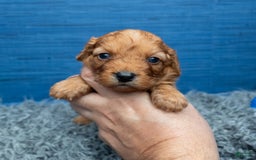 Cavapoo dogs for sale: Jacoby - Image 6