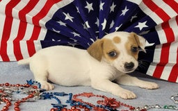 Jack Russell Terrier dogs for sale: June Broken Coat Jrt - Image 4