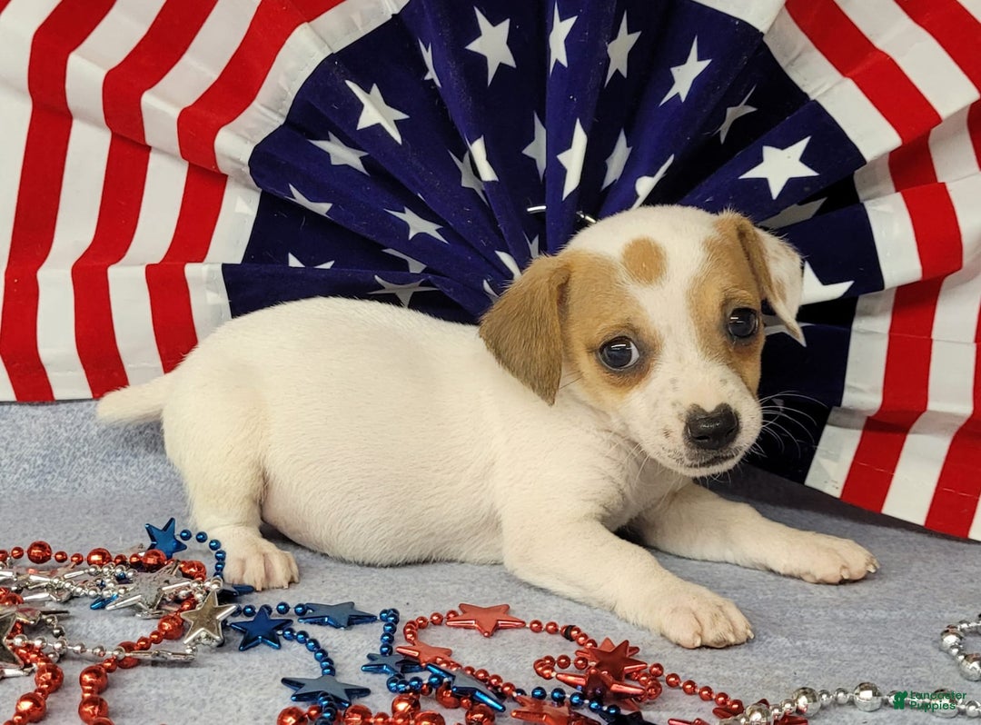 Jack Russell Terrier dogs for sale: June Broken Coat Jrt - Image 4