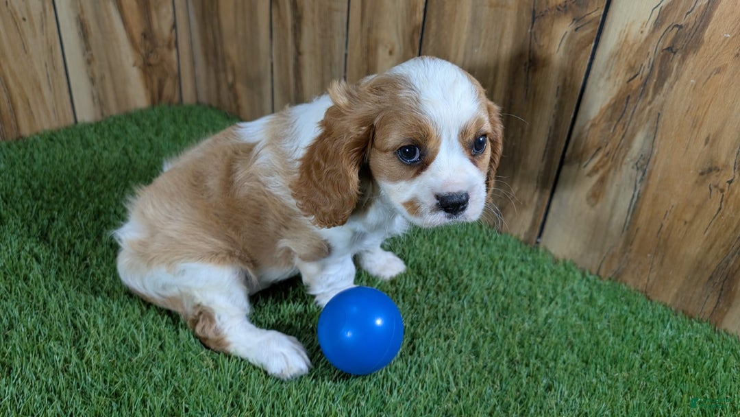 Cavalier King Charles Spaniel dogs for sale: Lucy Boy 1 - Image 2