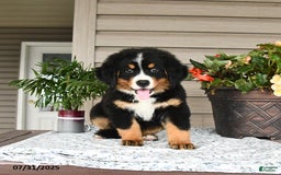 Bernese Mountain Dog dogs for sale: Bandit - Image 4