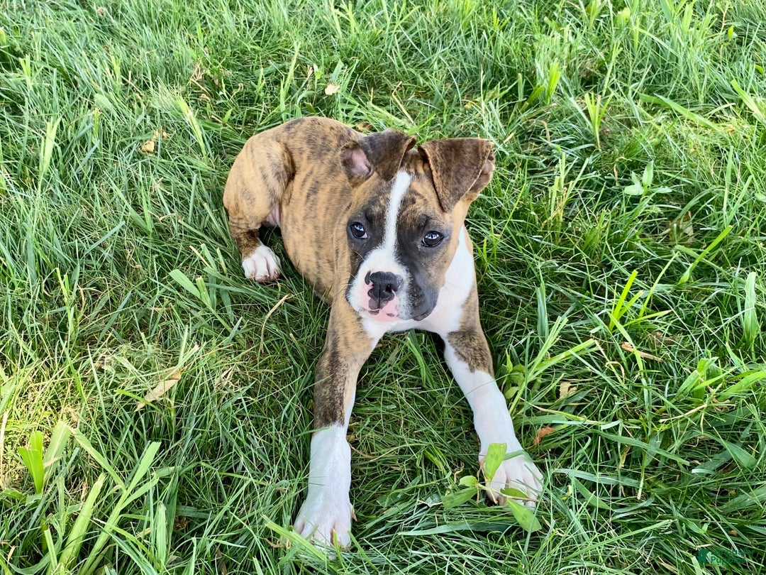 Boxer dogs for sale: Roxie - Image 7