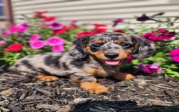 Miniature Dachshund dogs for sale: Delilah - Image 8