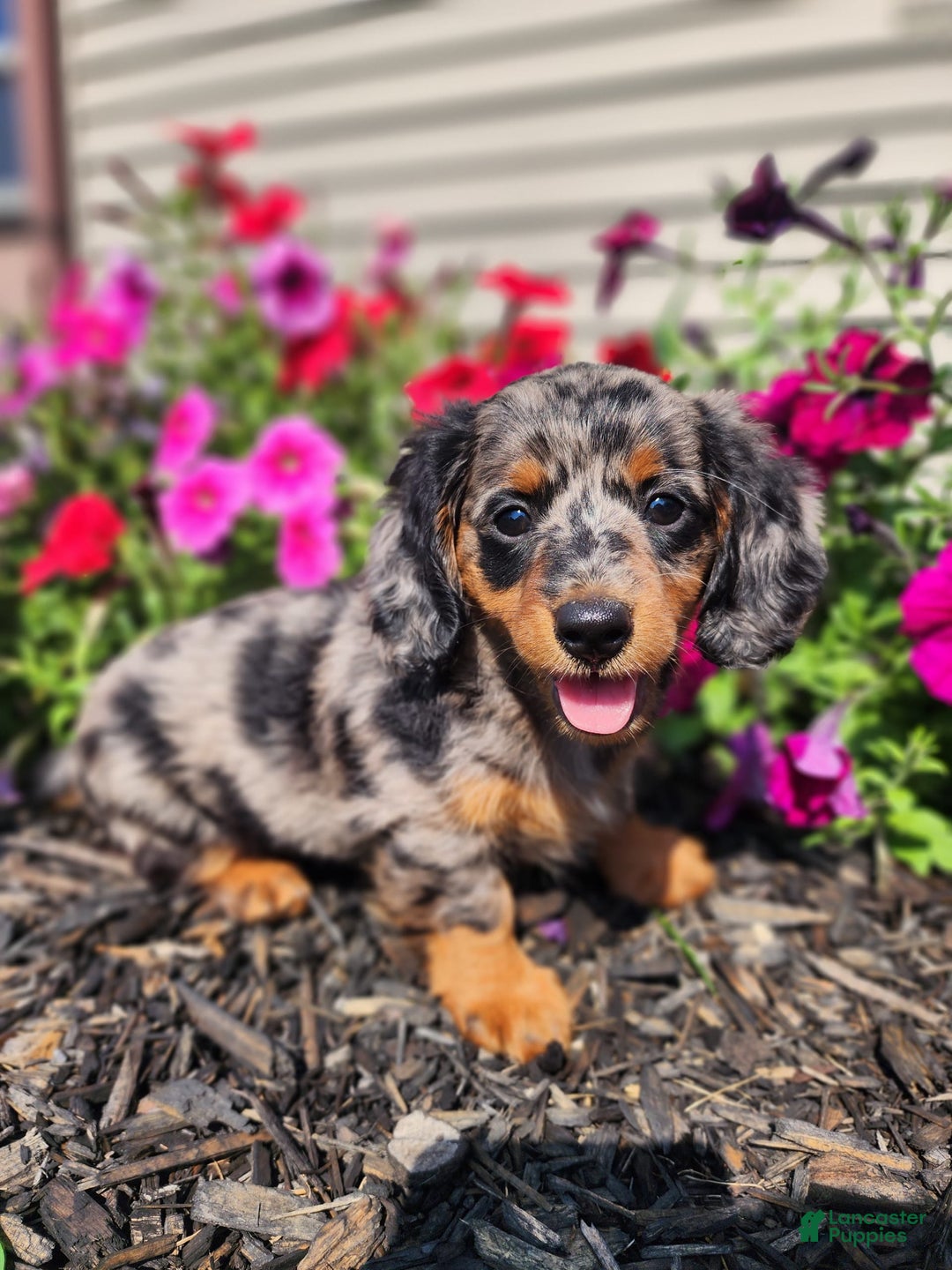 Miniature Dachshund dogs for sale: Delilah - Image 8