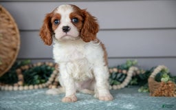Cavalier King Charles Spaniel dogs for sale: Joe - Image 2