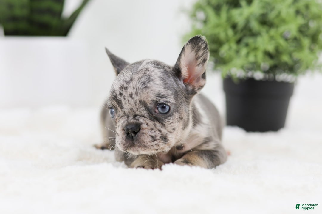 French Bulldog dogs for sale: Ralph - Image 5