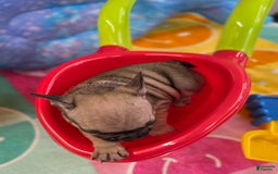 French Bulldog dogs for sale: French Bulldog 5 puppies - Image 5
