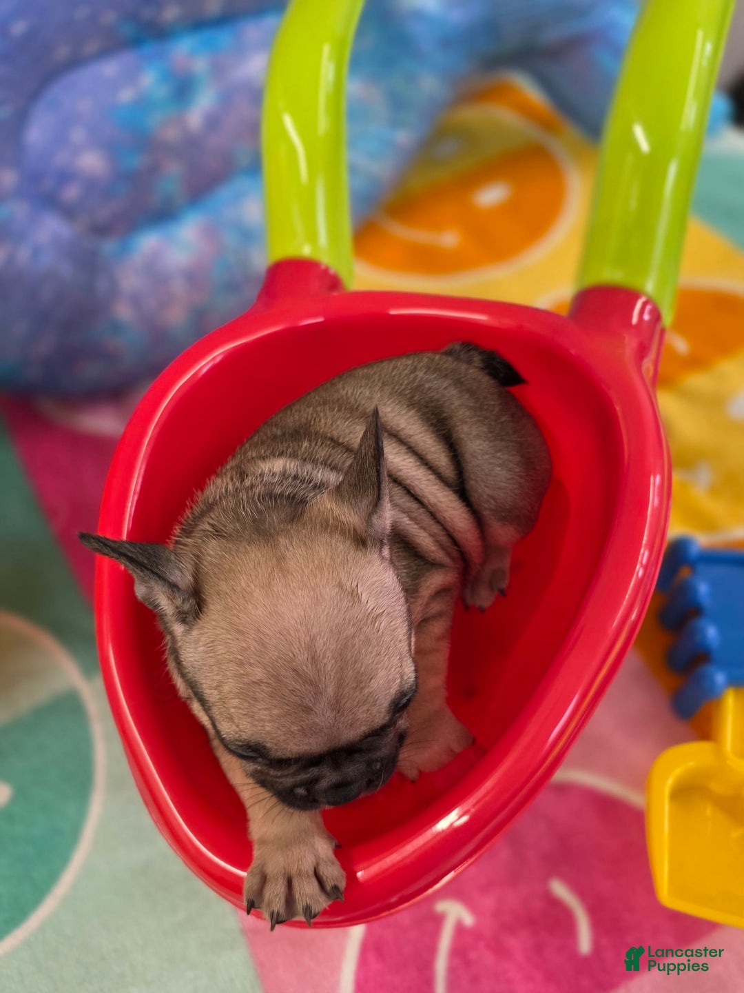 French Bulldog dogs for sale: French Bulldog 5 puppies - Image 5