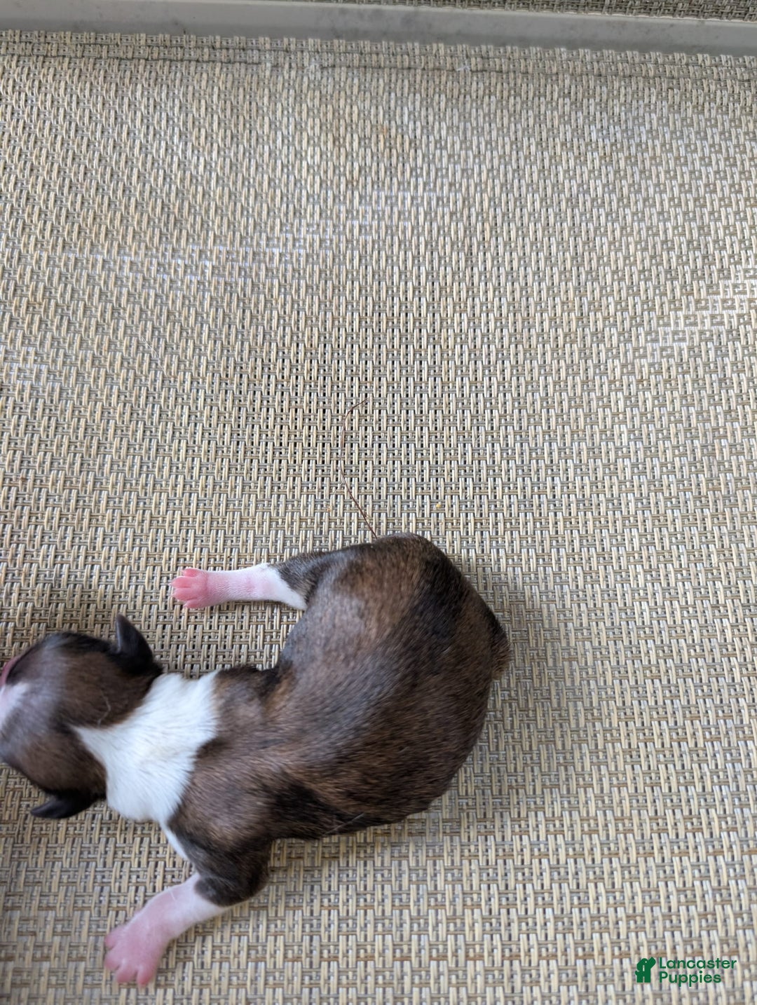 Chihuahua dogs for sale: Zander - Image 2