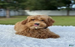 Mini Goldendoodle dogs for sale: Waffles - Image 15