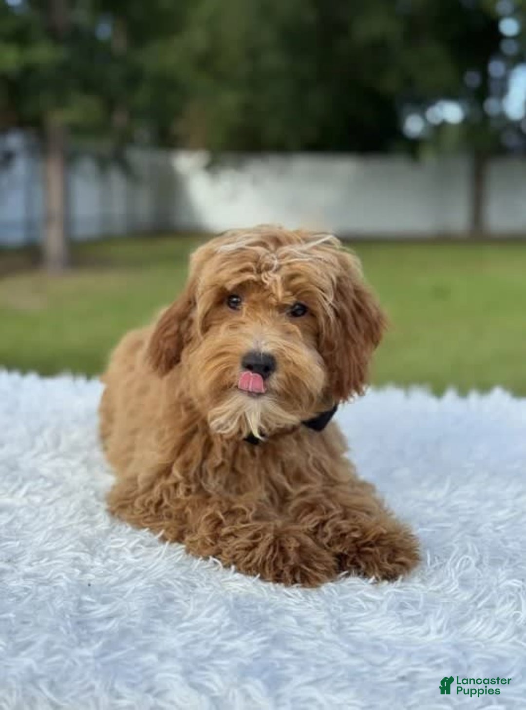 Mini Goldendoodle dogs for sale: Waffles - Image 15