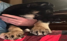 Belgian Malinois dogs for sale: Britta - Image 7