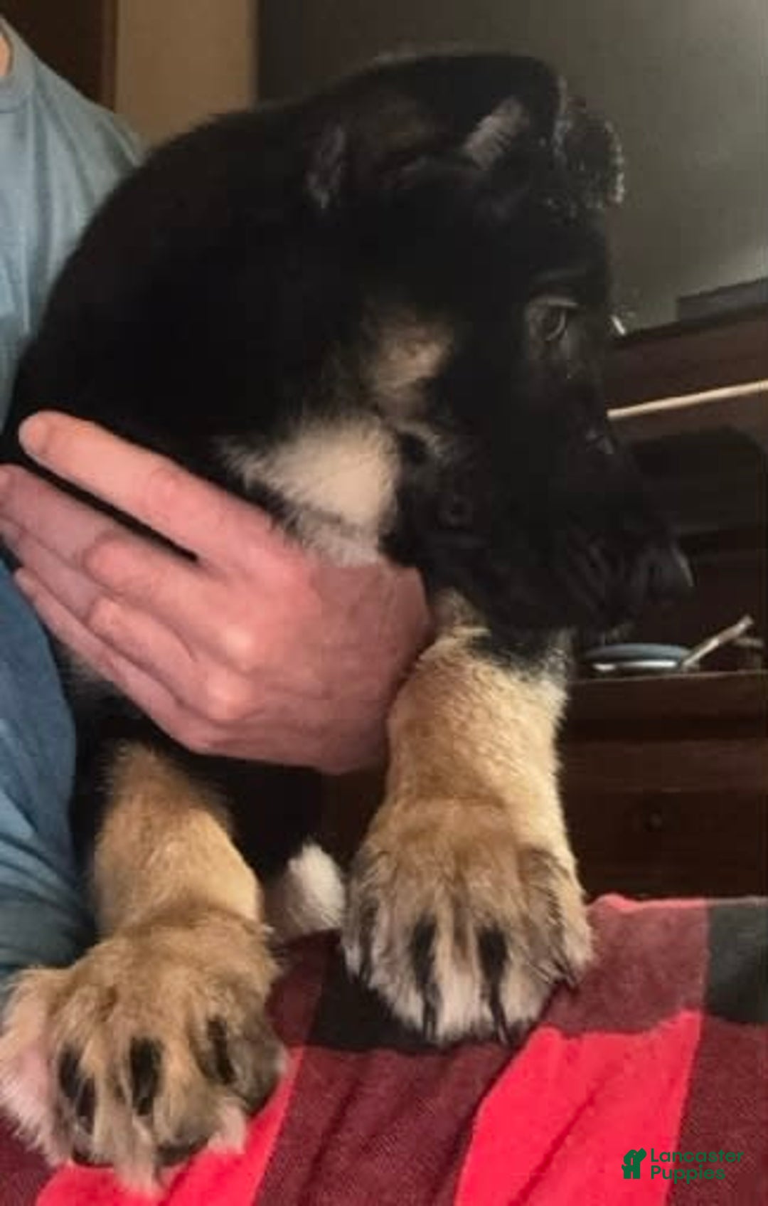 Belgian Malinois dogs for sale: Britta - Image 7