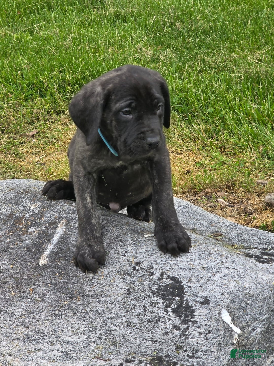 English Mastiff dogs for sale: Jax - Image 5