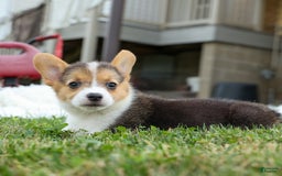 Welsh Corgi Pembroke dogs for sale: Lyla - Image 4
