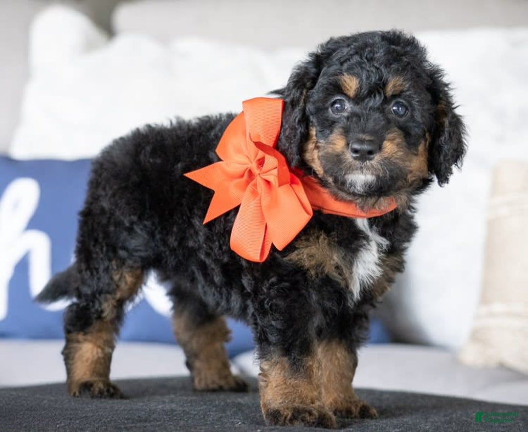 Mini Goldendoodle dogs for sale: Minnie - Image 2