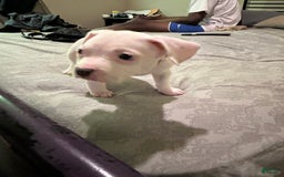 American Bully dogs for sale: Angel - Image 1