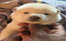Shiba Inu dogs for sale: Jodi - Image 9