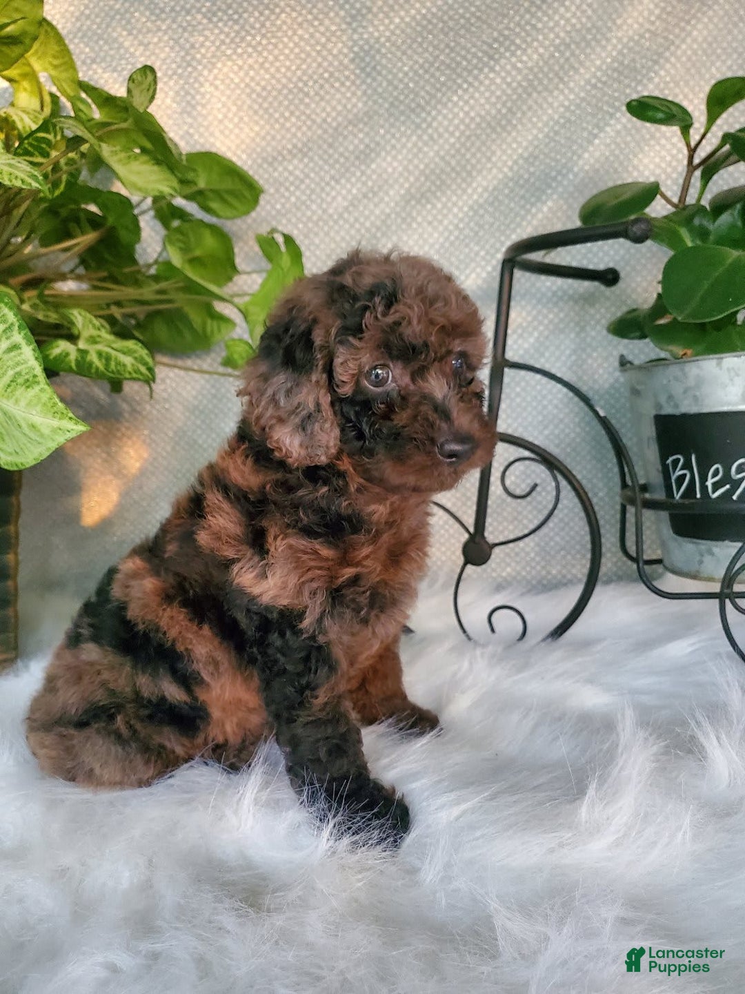 Miniature Poodle dogs for sale: Pippi - Image 5