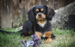 Cavalier King Charles Spaniel dogs for sale: Pluto - Image 11