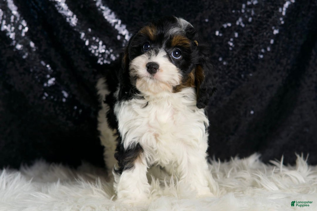 Cavapoo dogs for sale: Cookie - Image 5