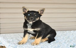 Gerberian Shepsky dogs for sale: Jasmine - Image 3