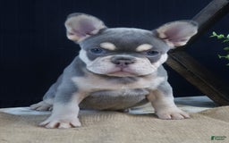 French Bulldog dogs for sale: Bristol - Image 4
