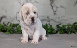 Mini Hippo dogs for sale: Casey - Image 21