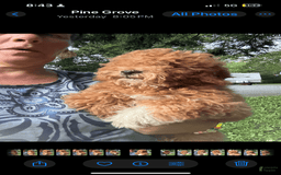 Cavapoo dogs for sale: Cooper - Image 15