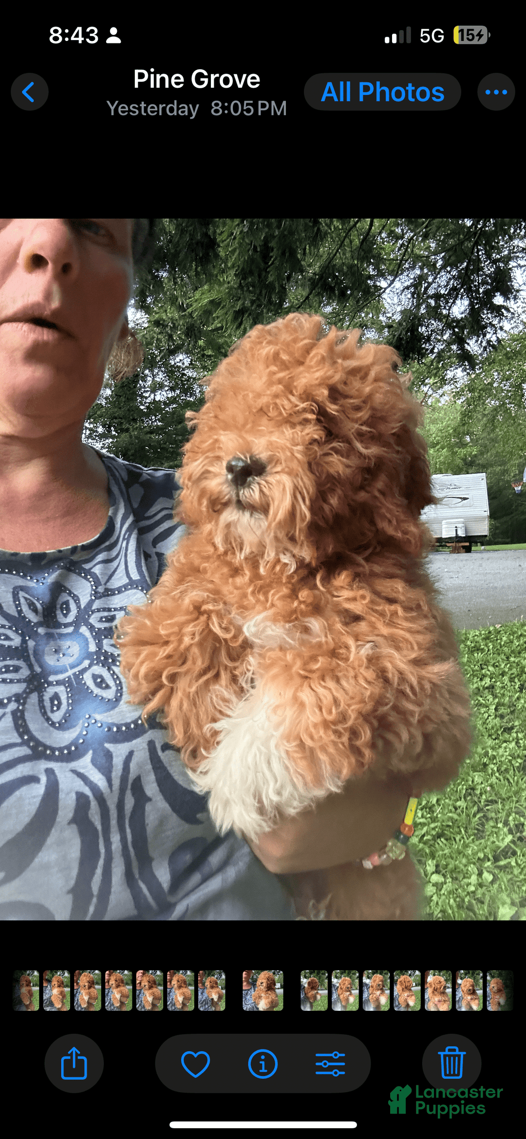 Cavapoo dogs for sale: Cooper - Image 15