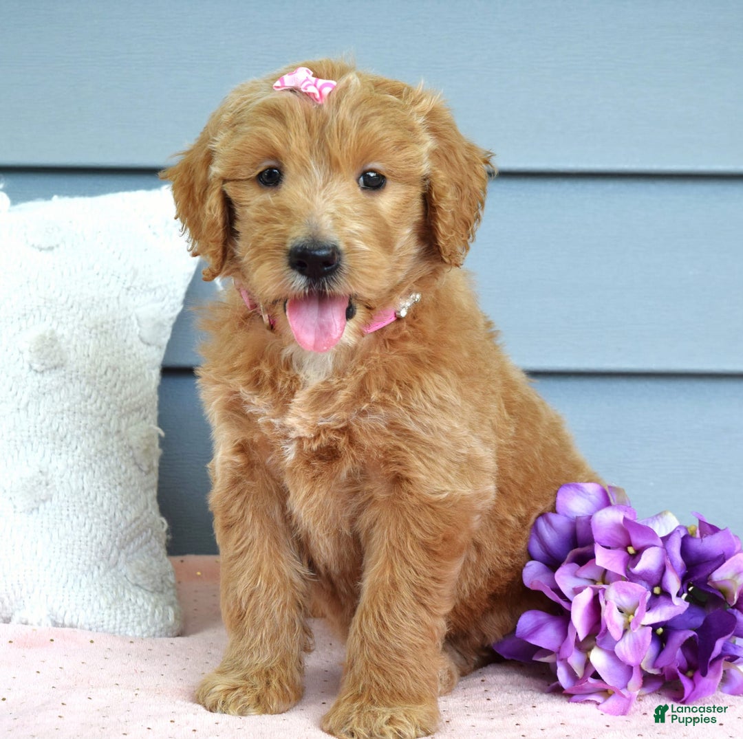 Goldendoodle dogs for sale: Chanel - Image 7