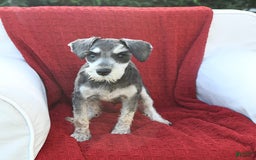 Miniature Schnauzer dogs for sale: Malenna - Image 8
