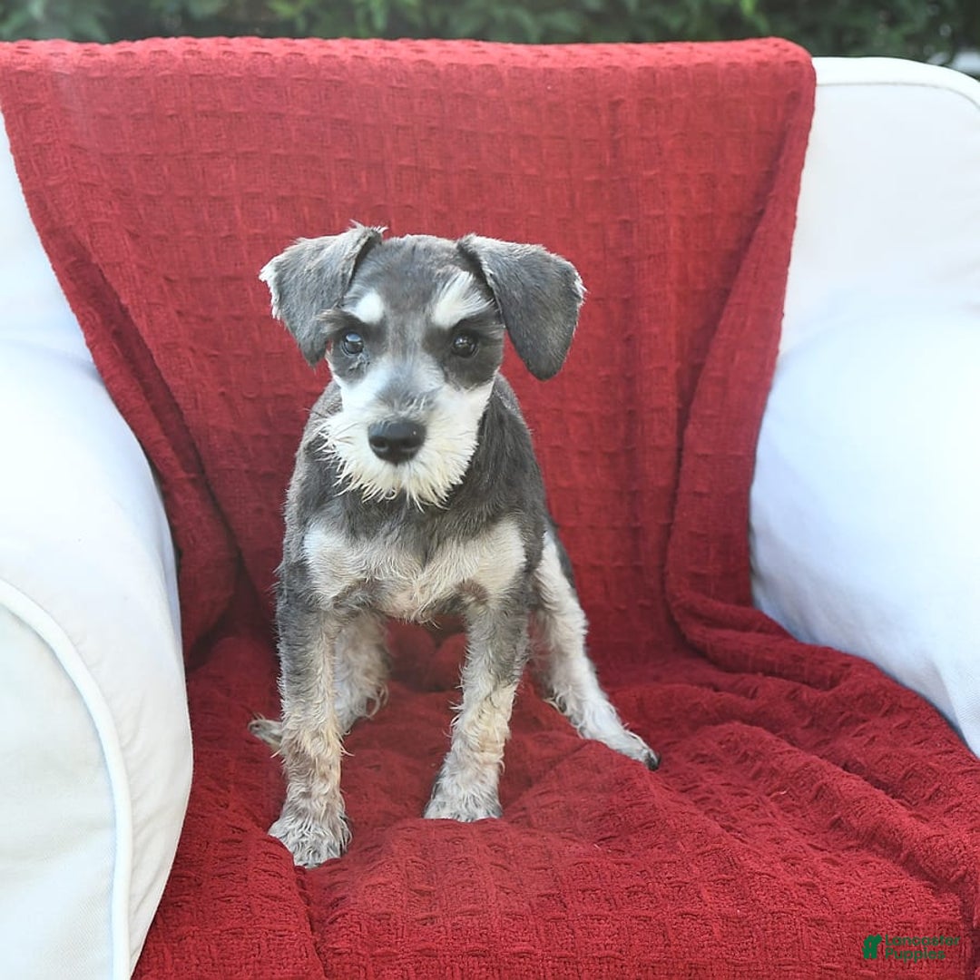 Miniature Schnauzer dogs for sale: Malenna - Image 8