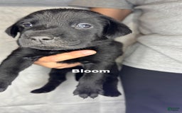 Labrador Retriever dogs for sale: Bloom - Image 1