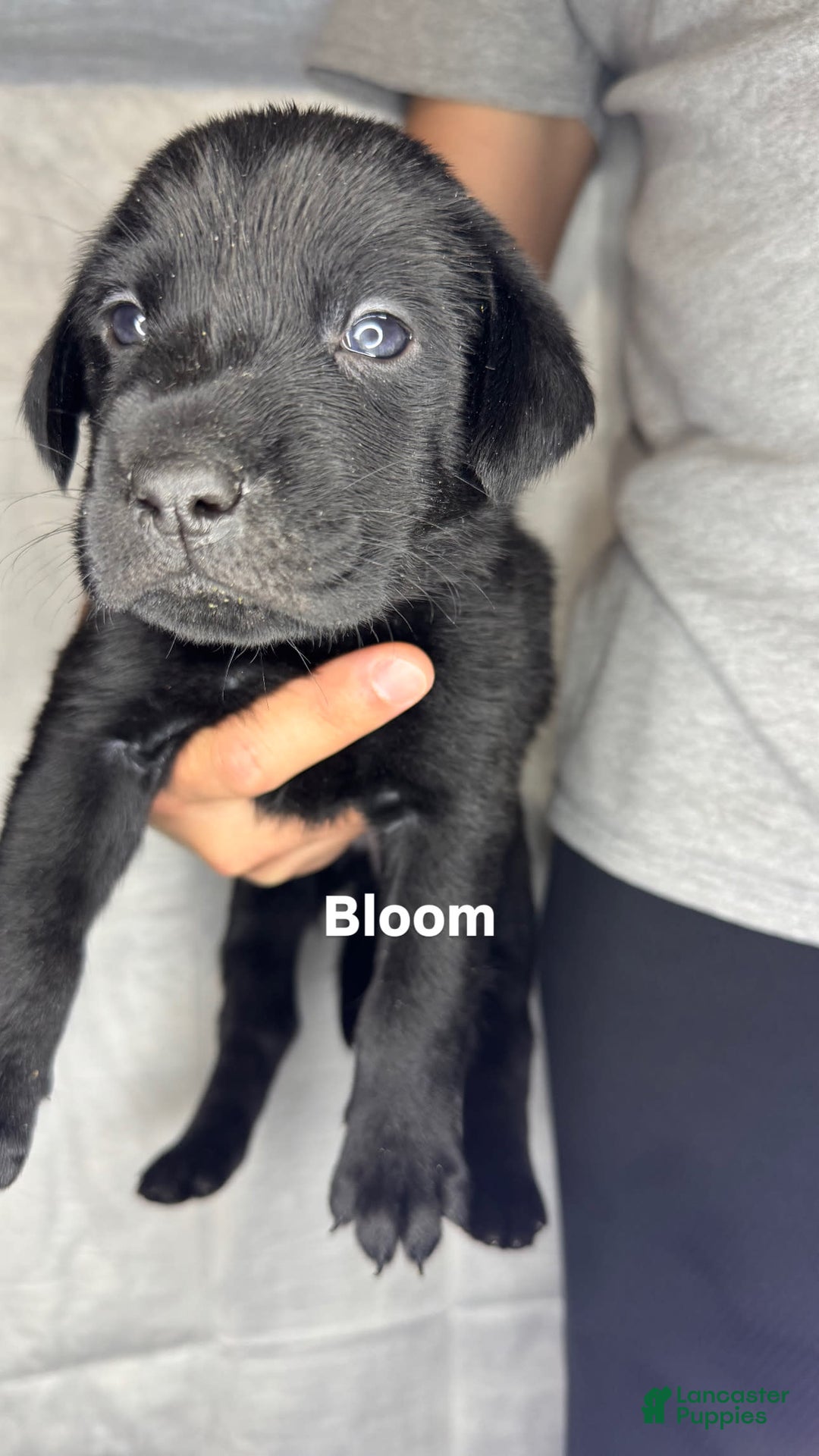 Labrador Retriever dogs for sale: Bloom - Image 1