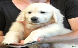 Golden Retriever dogs for sale: Beau - Image 4