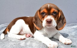 Beagle dogs for sale: Tabbi - Image 8