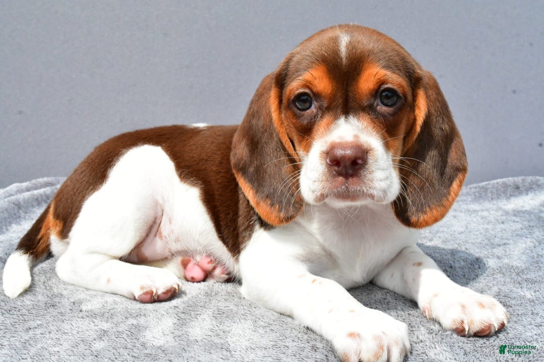 Beagle dogs for sale: Tabbi - Image 8