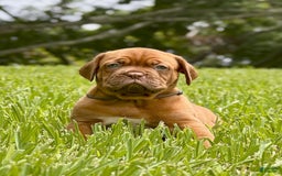Dogue De Bordeaux dogs for sale: Green Female - Image 2