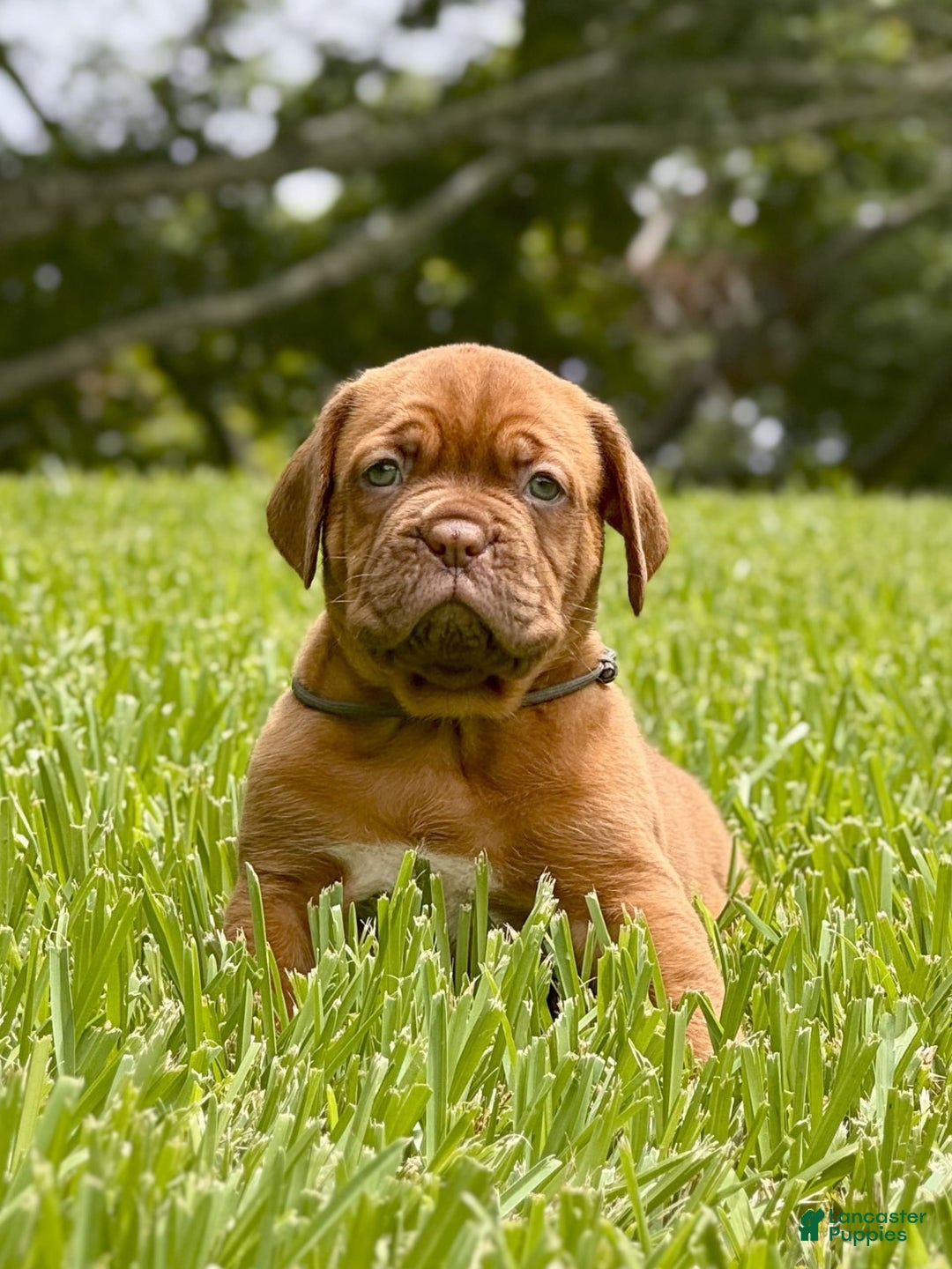 Dogue De Bordeaux dogs for sale: Green Female - Image 2