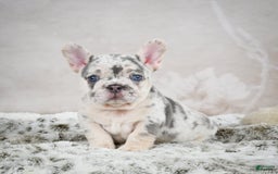 French Bulldog dogs for sale: French Bulldog 6 puppies - Image 5