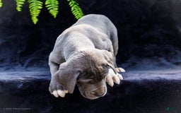 Great Dane dogs for sale: Molly - Image 16