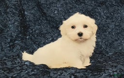 Havanese dogs for sale: Hank - Image 5