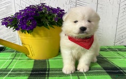 Samoyed dogs for sale: Charlie - Image 7
